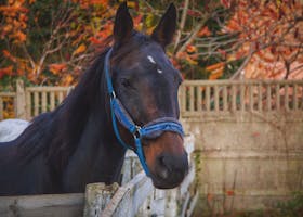 Close-up of a black horse with a blue halter in an autumn stable setting.